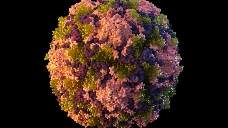 EU-Behörde: Polioviren in fünf europäischen Ländern entdeckt Die von der US-Behörde CDC zur Verfügung gestellte Illustration aus dem Jahr 2014 zeigt ein Poliovirus-Partikel.