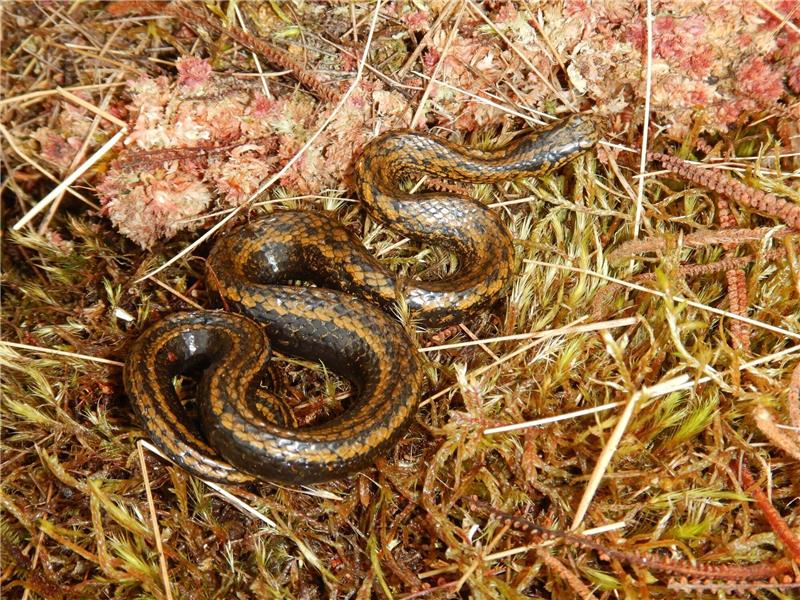 Die vor kurzem in Peru entdeckte Schlangenart heißt jetzt Tachymenoides harrisonfordi.