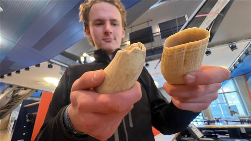 Die wertvollen Zähne des Pottwals sind im jetzt auf Sylt ausgestellten Unterkiefer durch Kunstzähne ersetzt, um Diebstahl vorzubeugen.