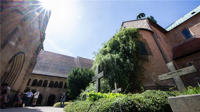 Die wilde Heckenrose an der Kirchenmauer steht in voller Blüte.