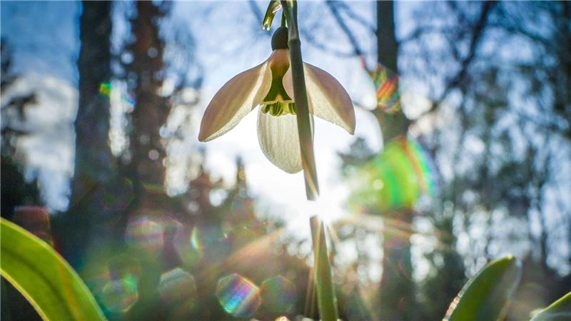 Die zarten Schneeglöckchen trotzen der Winterkälte und läuten den Frühling ein.