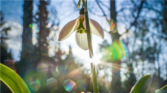 Die zarten Schneeglöckchen trotzen der Winterkälte und läuten den Frühling ein.