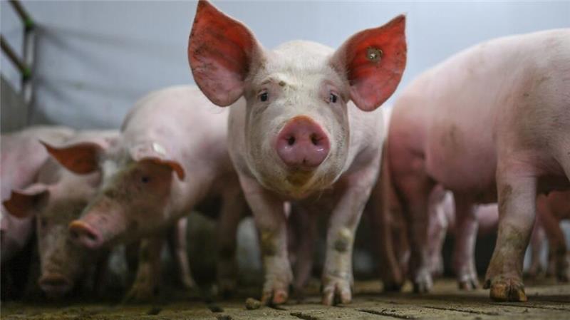 Tierseuchen bringen Schweinehaltern Verluste Die zukunftssichere Ausrichtung der Schweinehaltung war Thema bei der Mitgliederversammlung der Interessengemeinschaft der Schweinehalter Deutschlands (ISN) in Osnabrück. (Archivfoto)