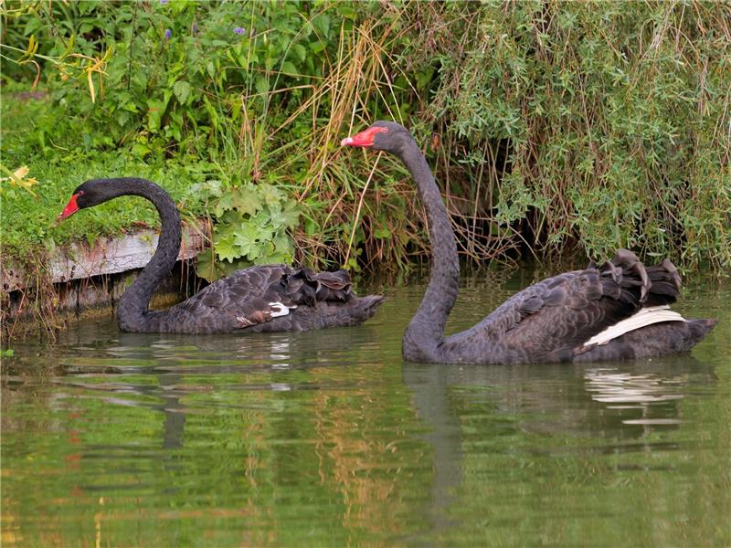 Die zwei Trauerschwäne Albert und Victoria schwimmen nach ihrer Aussetzung auf den Osterbergseen in Bad Gandersheim.
