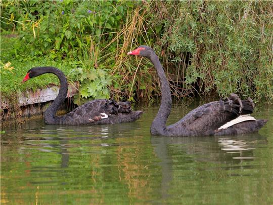 Die zwei Trauerschwäne Albert und Victoria schwimmen nach ihrer Aussetzung auf den Osterbergseen in Bad Gandersheim.