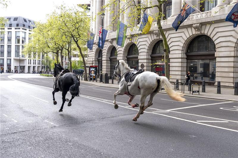Die zwei entlaufenen Pferde in London in der Nähe von Aldwych.