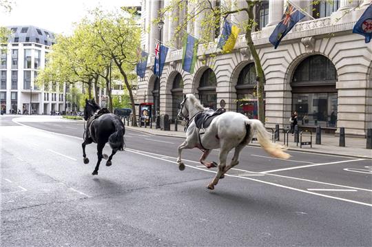 Die zwei entlaufenen Pferde in London in der Nähe von Aldwych.