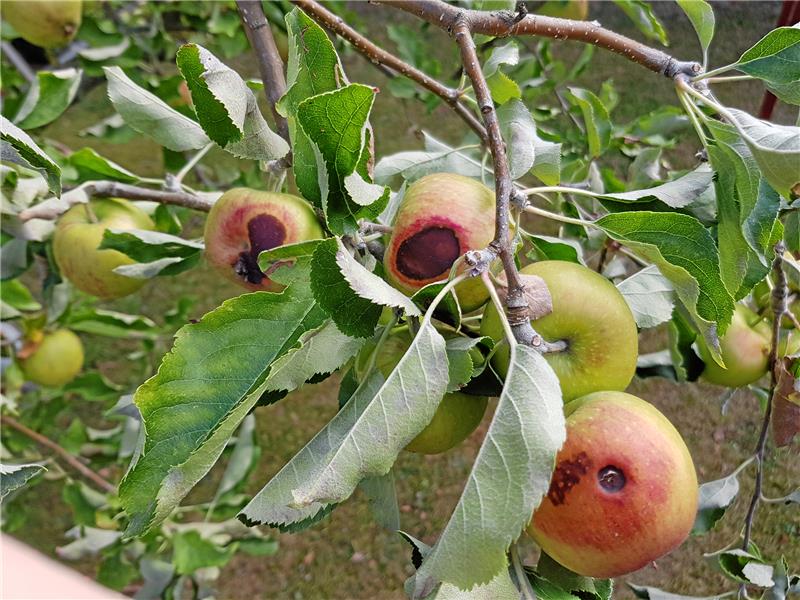 Diese Äpfel haben durch die Sonne Schaden genommen. Sie werden wohl bald anfangen zu faulen. Sonnenbrand an Äpfeln ist eine relativ neue Erscheinung, hervorgerufen durch zu starke UV-Strahlung. Foto: Borchers