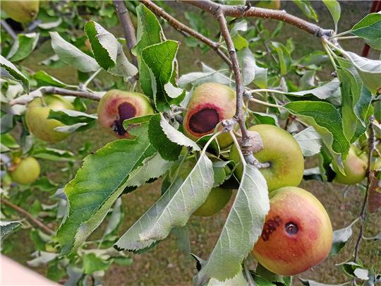 Diese Äpfel haben durch die Sonne Schaden genommen. Sie werden wohl bald anfangen zu faulen. Sonnenbrand an Äpfeln ist eine relativ neue Erscheinung, hervorgerufen durch zu starke UV-Strahlung. Foto: Borchers