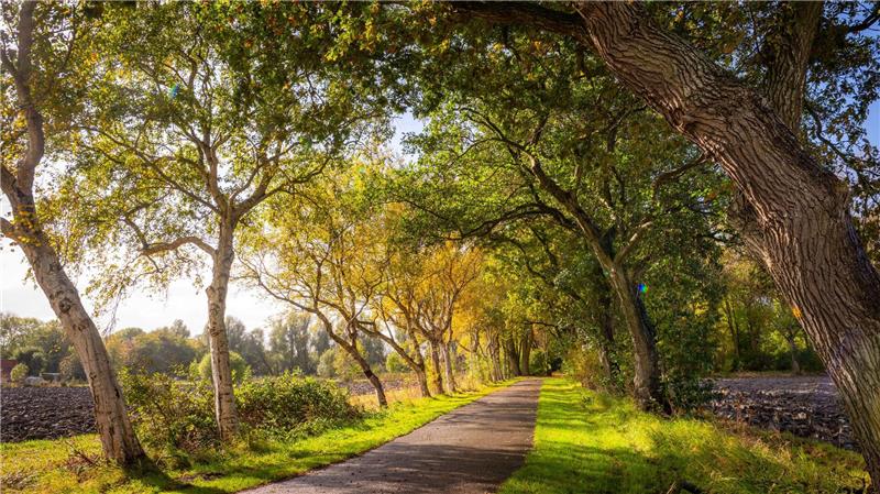 Deutsche „Allee des Jahres“ liegt in Ostfriesland Diese Friedhofsallee im ostfriesischen Leybuchtpolder ist die „Allee des Jahres 2025“ (das Bild zeigt nicht das Gewinnerfoto des Wettbewerbs).