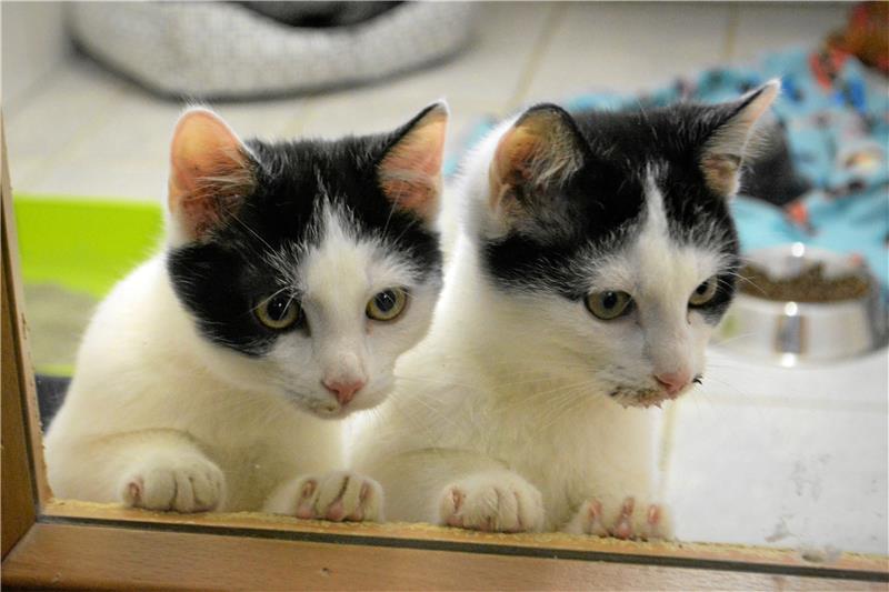 Diese Katzenjungen haben es vergleichsweise leicht, ein neues Zuhause zu finden. Foto: Renz-Gabriel