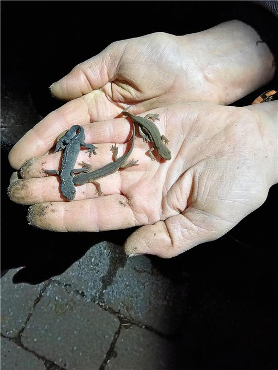 Diese Molche haben die Helfer in und unter einigen der Auffangeimer am Zaun gefunden.  Foto: Potthast