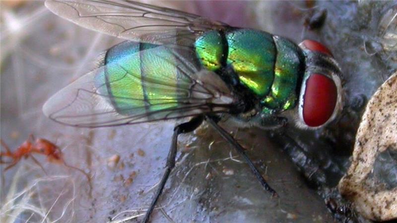Schmeißfliege könnte Verbrechensaufklärung erschweren Diese Schmeißfliege könnte die Verbrechensbekämpfung erschweren.