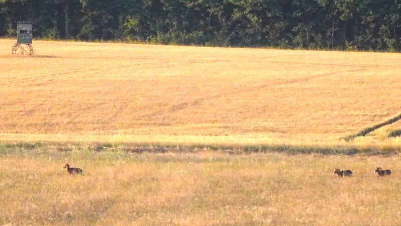 Wildschafe im Nordharz immer seltener zu sehen Diese drei Tiere hat Lothar Biener vor Kurzem bei Ostlutter vor die Kamera bekommen.