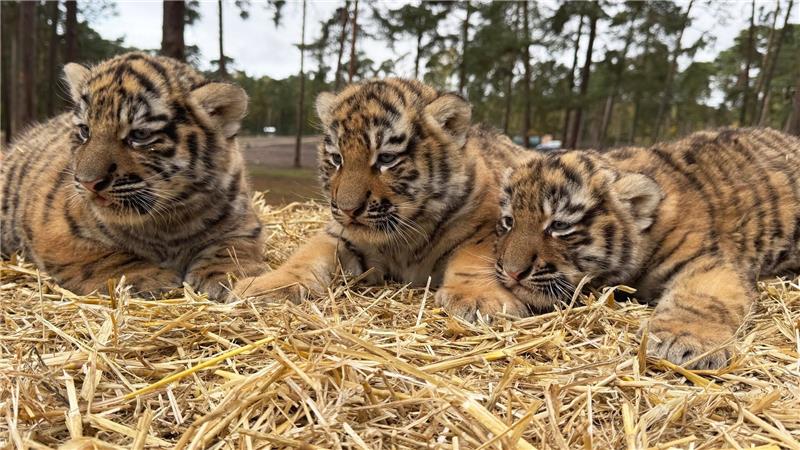 Diese drei Tigerbabys wurden im Serengeti-Park in Hodenhagen geboren.
