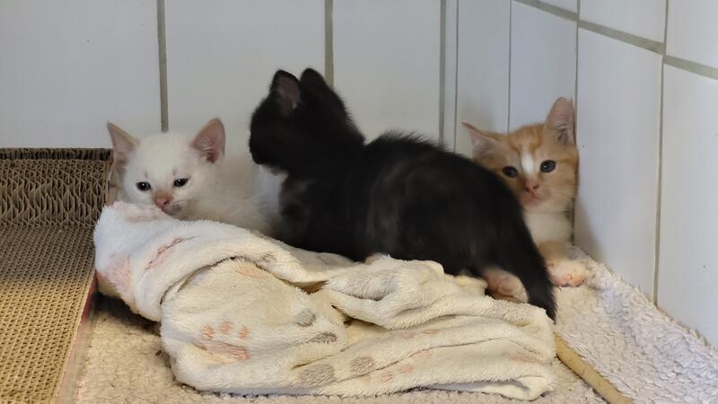 Diese drei nur wenige Wochen alten Kätzchen wurden jüngst bei Liebenburg gefunden. Sie und ihre Mutter sind sehr wahrscheinlich besitzerlos.