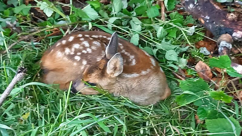 Geballte Anfragenflut – Rehkitzretter stoßen an ihre Grenzen Diese kleine Kitz wurde am vergangenen Wochenende bei einem Einsatz in der Nähe von Ostlutter vor dem Tod in der Wiese bewahrt.