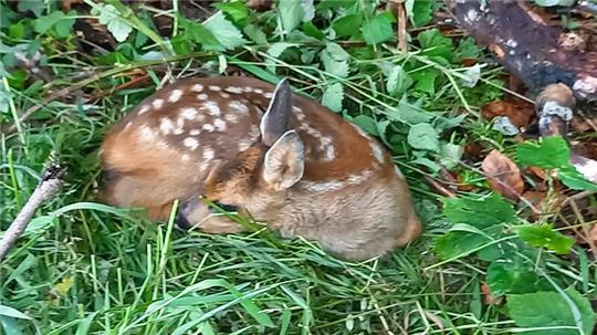 Diese kleine Kitz wurde am vergangenen Wochenende bei einem Einsatz in der Nähe von Ostlutter vor dem Tod in der Wiese bewahrt.
