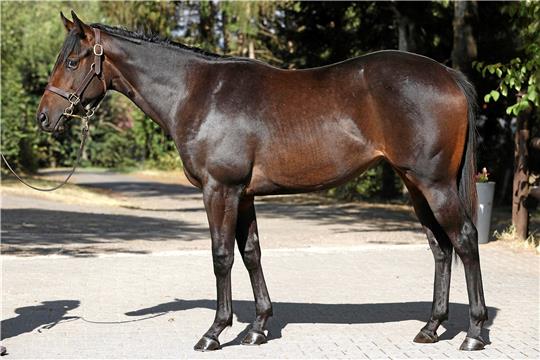 Diese von der Gestüt-Harzburg-GmbH angebotene, noch namenlose Tochter von Weltklasse-Deckhengst Sea The Stars wurde für 85.000 Euro verkauft. Der neue Besitzer kommt aus Tschechien. Foto: Rühl