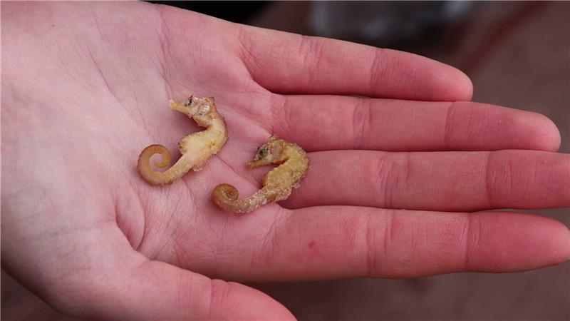 Die seltene Tiere des Wattenmeeres Diese zwei Kurzschnäuzigen Seepferdchen («Hippocampus hippocampus») wurden auf Wangerooge gefunden.