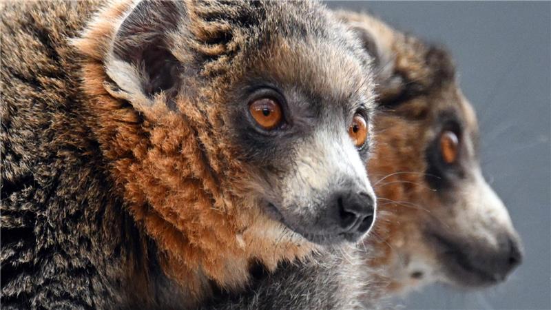 Diese zwei Mongozmaki-Männchen sollen jetzt im Kölner Zoo für Nachwuchs bei der vom Aussterben bedrohten Primatenart sorgen.