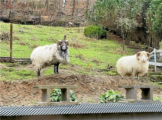 Diese zwei Schafböcke lebten zusammen auf dem Grundstück von Pascal Hirschhausen. Nun ist nur noch einer übrig. Das Raubtier Luchs ist seit 23 Jahren im Harz ansässig. Foto: Privat