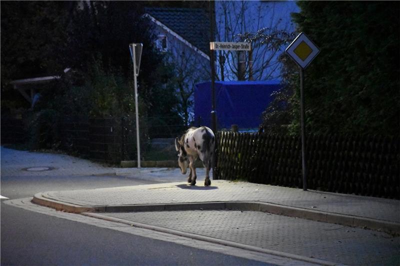 Diesem Tier stößt nichts zu, es bleibt immer schön auf dem Fußweg. Foto: Gereke