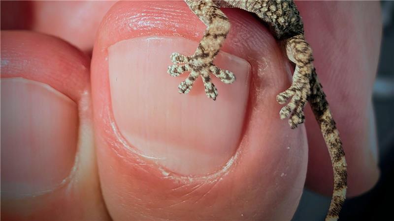 Frau in Polen findet Gecko in Rucola-Packung Diesen Gecko fand eine Frau aus Polen in einer Packung Rucola-Salat aus dem Supermarkt.