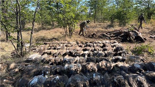 Diesen vergifteten Geiern konnten die Tierschützer nicht mehr helfen.