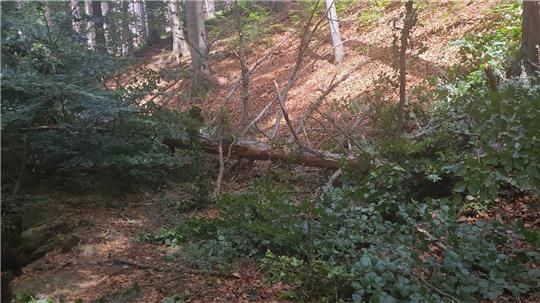 Dieser Baum traf die junge Wanderin im Ilsetal am Rücken. Foto: Feuerwehr
