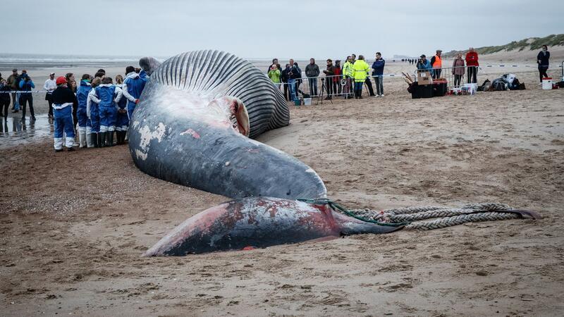 Dieser Finnwal ist gestrandet. Japan macht nun auch wieder Jagd auf die Tiere.
