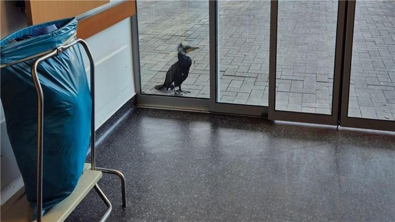 Warum der Kormoran wohl nicht gezielt Hilfe suchte Dieser Kormoran mit einem Angelhaken im Schnabel hatte bei der Notaufnahme mit dem Schnabel gegen die Scheibe der Eingangstür gepickt. (Handout/Archivbild)