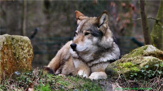 Dieser Wolf lebt in einem Tierpark, im Wiesentgehege bei Springe.