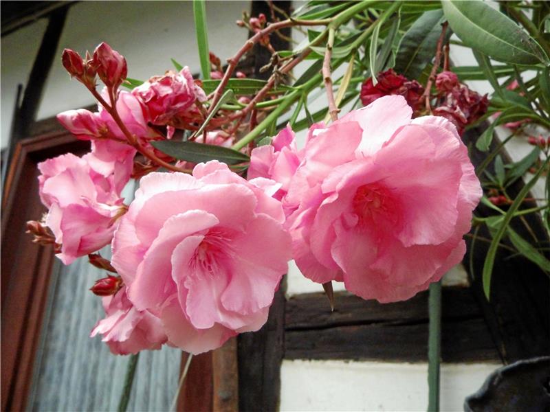 Dieser gefüllte Oleander überwintert immer im Gewächshaus.  Foto: Borchers