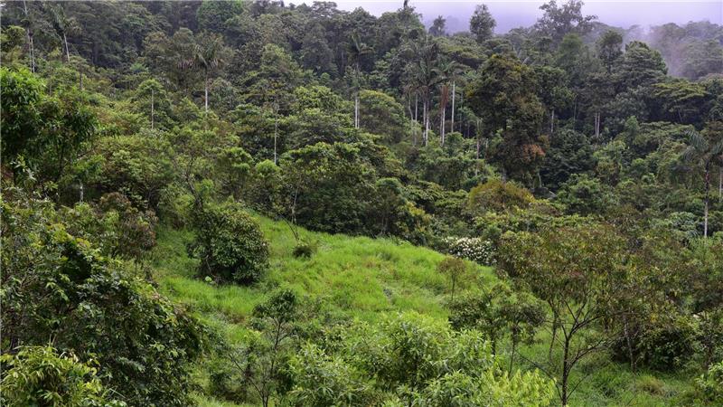 Dieser sich regenerierende Wald war noch vor wenigen Jahren eine Weide.