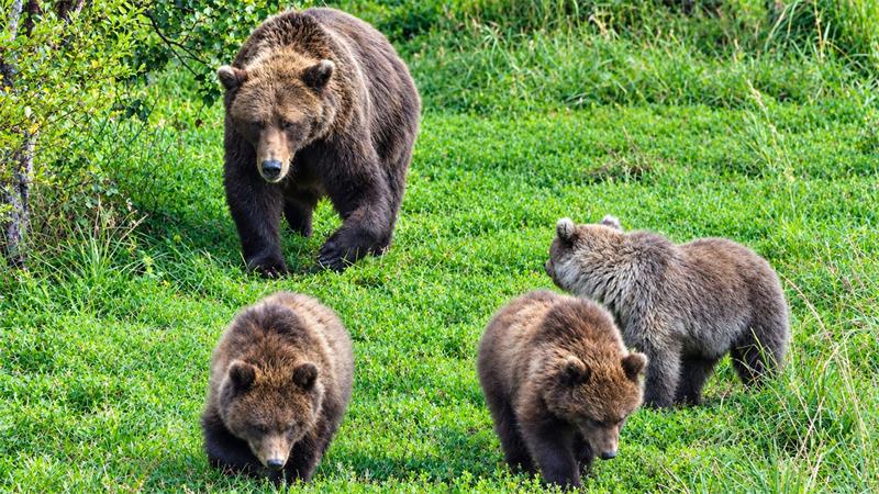 Dicker Sieger: Braunbär „Backpack“ gewinnt „Fat Bear“-Wahl Dieses Muttertier zählt zu den kräftigsten Bären am Brooks River im Katmai-Nationalpark.