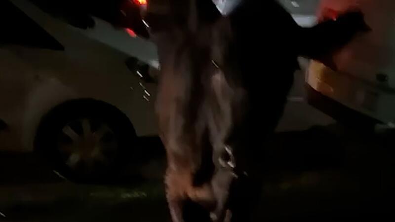 Ausgebüxte Kuh zwei Mal von Polizeiwagen gerammt Dieses Standbild aus einem Video zeigt die entlaufende Kuh. Zwei Mal wurde sie von einem Polizeiwagen gerammt.