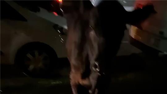 Dieses Standbild aus einem Video zeigt die entlaufende Kuh. Zwei Mal wurde sie von einem Polizeiwagen gerammt.