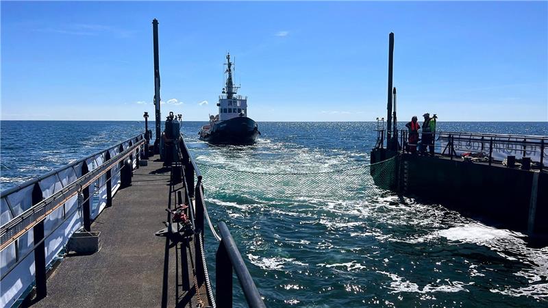Dieses von der Rettungsinitiative zur Verfügung gestellte Foto zeigt den Schlepper hinter einem gefluteten Lastschiff mit dem Buckelwal in der Ostsee. 
