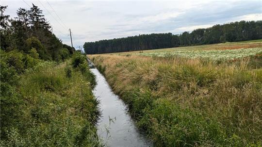 Direkt an der Warne liegt die neue Speicherwiese. Der ehemalige Acker ist bereits mit zahlreichen Pflanzen bedeckt.