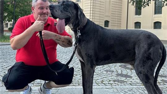Dogge Ramses und Besitzer Patrick Hein: Schafft es der Hund als größter lebender Hund ins Guinness-Buch der Rekorde?