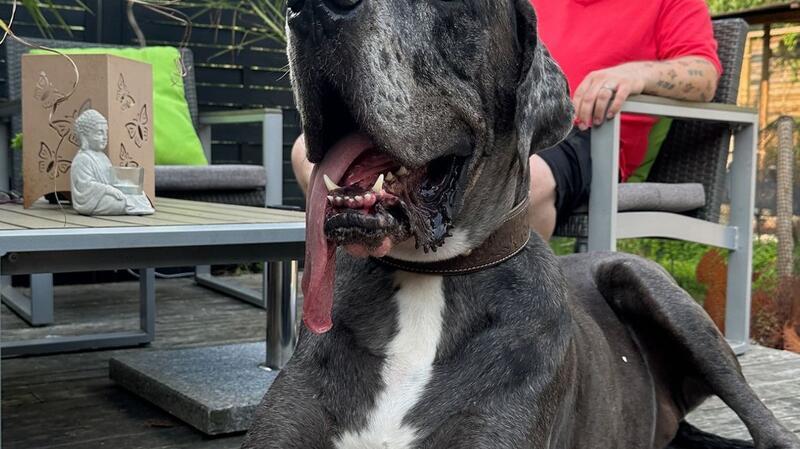 Riese Ramses - Hund aus Zossen ist rekordverdächtig groß Dogge Ramses und Besitzer Patrick Hein: Schafft es der Hund als größter lebender Hund ins Guinness-Buch der Rekorde?