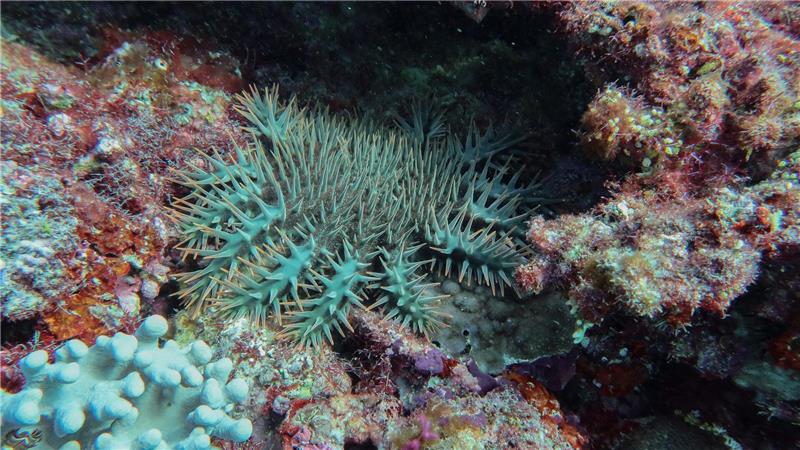 Riff am Limit: Great Barrier Reef verliert massiv Korallen Dornenkronenseesterne sind gefräßig und können - wenn sie in Massen auftreten - innerhalb kurzer Zeit große Flächen eines Riffs kahlfressen.