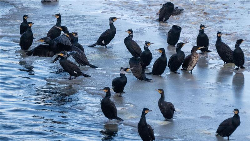 Dort, wo es noch offenes Wasser gab, haben sich die Kormorane an der Ostseeküste teils massenhaft versammelt. (Archivbild)