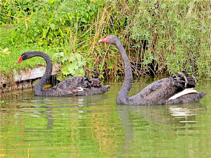 Neue Residenz für königliches Schwanen-Paar in Bad Gandersheim Drehen gleich nach ihrer Ankunft eine Runde durch ihre neue Heimat: die Trauerschwäne Victoria und Albert auf dem Osterbergsee. Foto: Privat