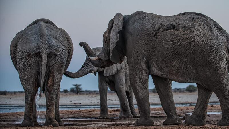 „Los geht’s!“: Elefantenbullen rufen ihre Kumpel Drei Elefantenmännchen begrüßen sich am Mushara-Wasserloch in Namibia.