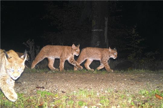 Drei Jungluchse passieren eine Fotofalle im Solling.  Foto: Nationalpark Harz