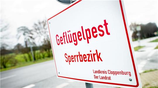 Drei Landkreise meldeten am Wochenende weitere Ausbrüche der Geflügelpest. (Archivbild)