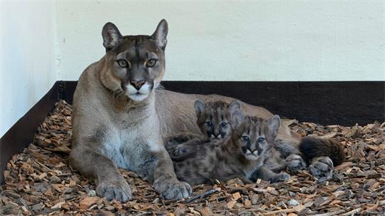 Drei Puma-Jungtiere erkunden jetzt im Tierpark Ströhen das Außengelände.