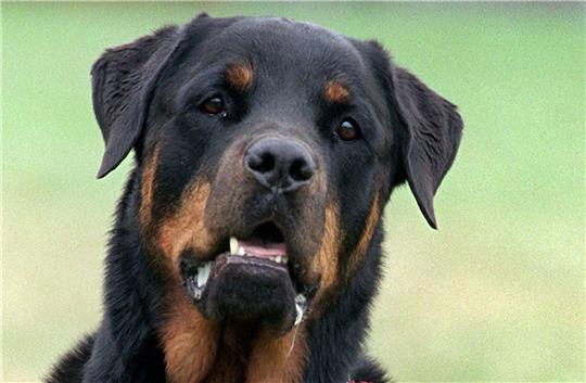 Drei Rottweiler haben in Italien einen Jogger zu Tode gebissen. (Symbolbild)